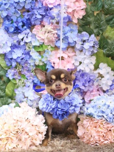 20250607ルナちゃん